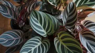 types of calathea plant