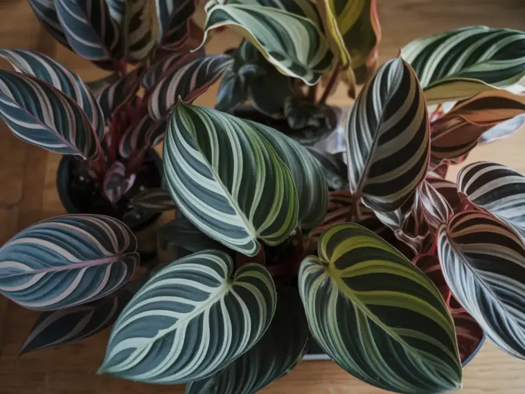 types of calathea plant