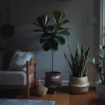 Low-Light Houseplants for Dark Corners