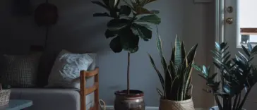 Low-Light Houseplants for Dark Corners