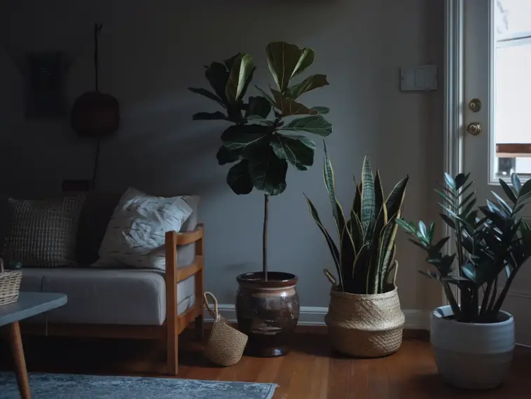 Low-Light Houseplants for Dark Corners