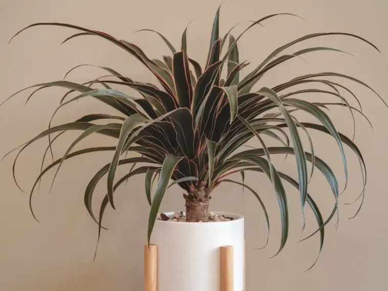 how to care for a dracaena plant