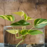 how to propagate golden pothos