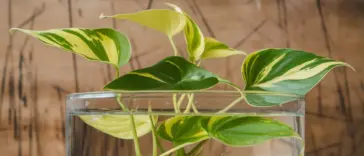 how to propagate golden pothos