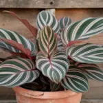 Chinese Evergreen Care