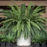 how to propagate boston ferns