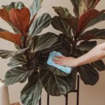 How to Clean Fiddle Leaf Fig Leaves