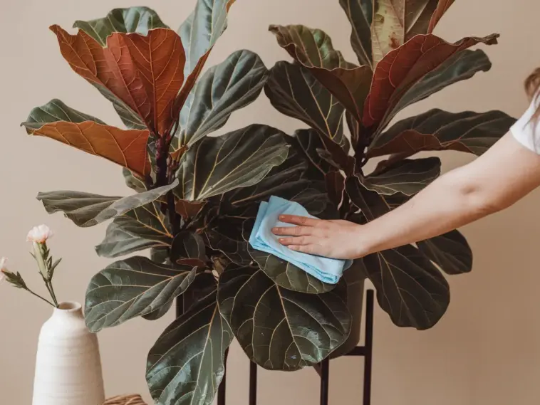 How to Clean Fiddle Leaf Fig Leaves