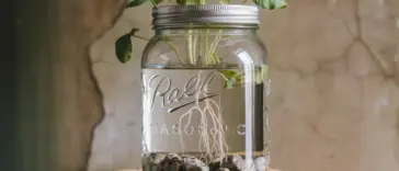 mason jar hydroponics indoor herbs