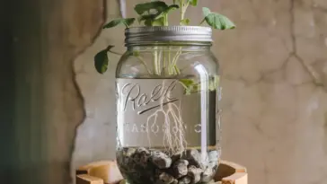mason jar hydroponics indoor herbs