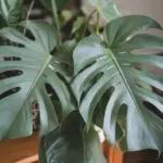 monstera deliciosa care guide