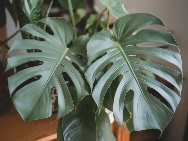 monstera deliciosa care guide
