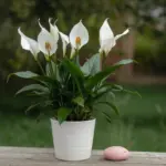peace lily plant care indoor