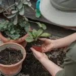repotting houseplants