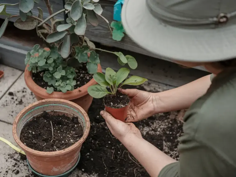 repotting houseplants