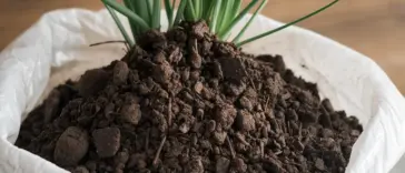 best potting soil for indoor plants