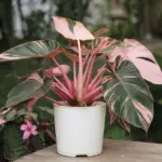 Pink Philodendron Princess Care