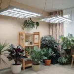 Grow Lights for Indoor Plants