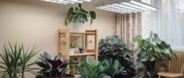 Grow Lights for Indoor Plants