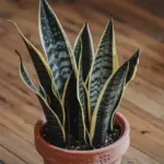 how to plant snake plant in a pot