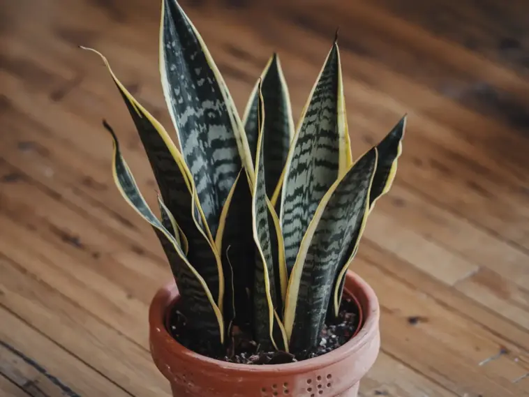 how to plant snake plant in a pot