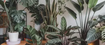 indoor jungle plants