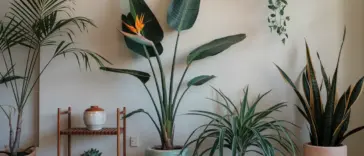 tall bedroom plants