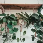unique hanging plants indoor