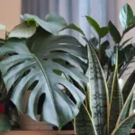 Stunning houseplants