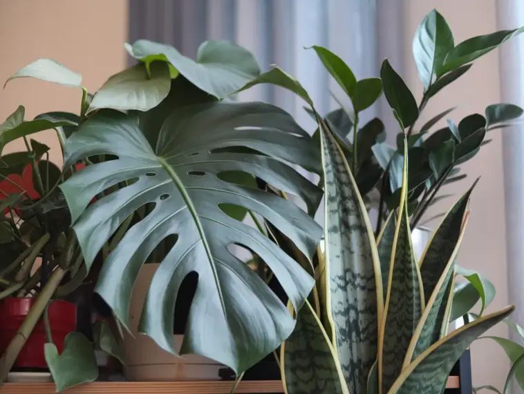 Stunning houseplants
