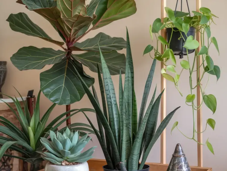Indoor houseplants