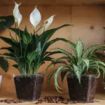 plants that love coffee grounds