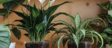 plants that love coffee grounds