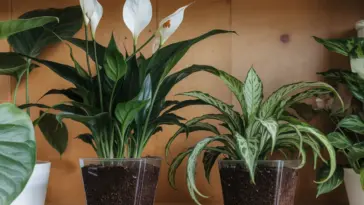 plants that love coffee grounds