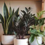 small indoor plants pet friendly