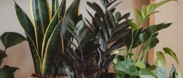 small indoor plants pet friendly