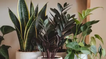 small indoor plants pet friendly