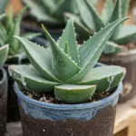how to grow aloe vera from cuttings