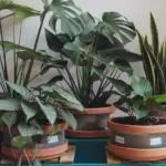 Stunning houseplants in self watering planters