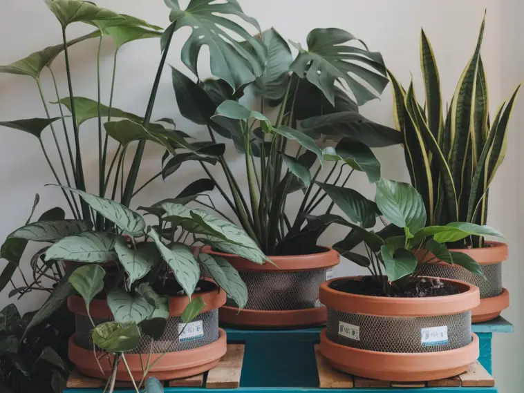 Stunning houseplants in self watering planters