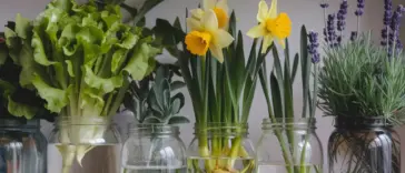 plants that grow in water jars