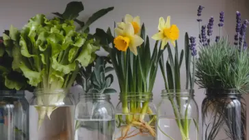 plants that grow in water jars