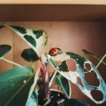 houseplant pest control