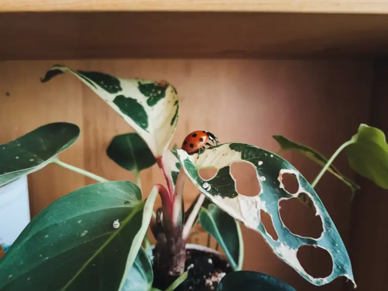 houseplant pest control