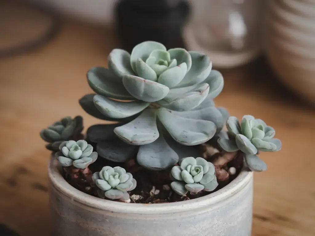 how to propagate a jade plant