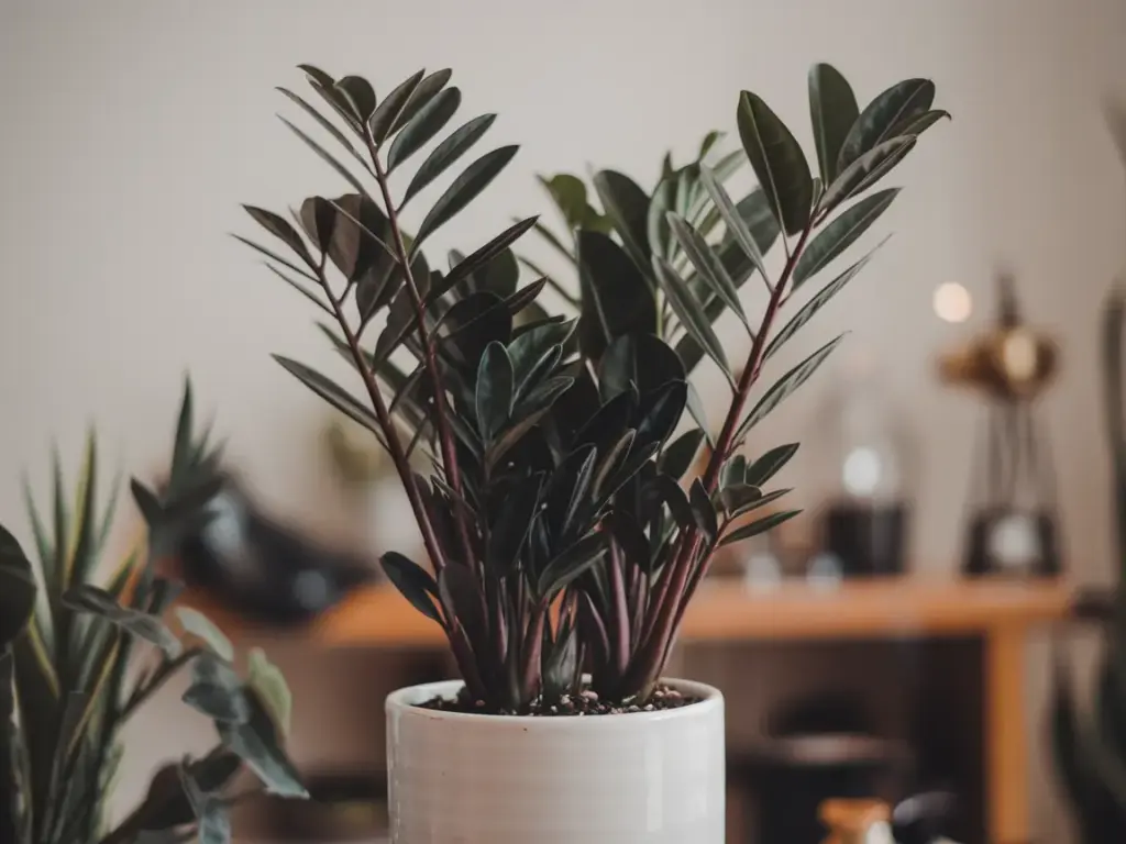 ZZ Plant