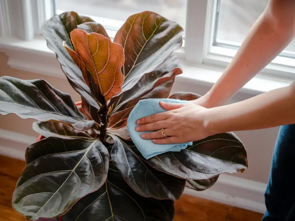 Essential Supplies for Cleaning Fiddle Leaf Fig Leaves