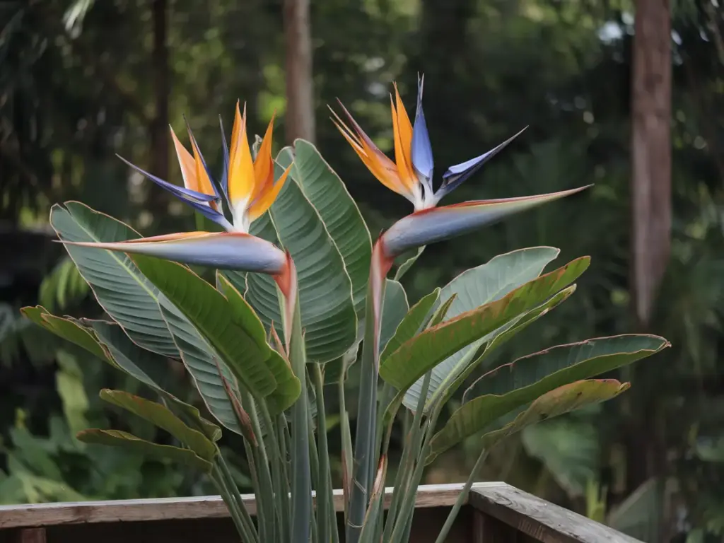 Strelitzia Nicolai (White Bird of Paradise)