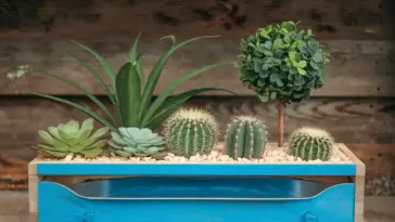 DIY Self-Watering Planters