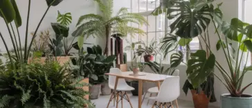 tall low maintenance plants indoor